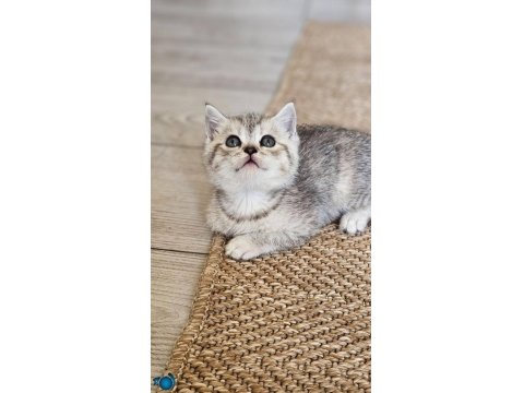 Point British Shorthair Yavru