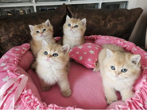 Golden British Shorthair Yavrular