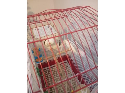 Acil Satılık Takım Kuşlar