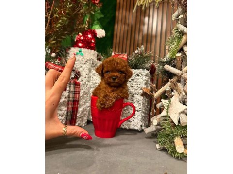 Alerji Yapmayan Tuvalet Eğitimli Toy Poodle