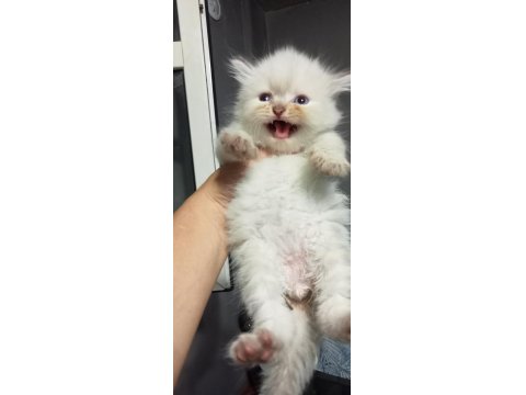 British Ve Scottish Minnoşlar