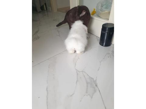 4 Aylık Beyaz Tavşan Lokum Tadında