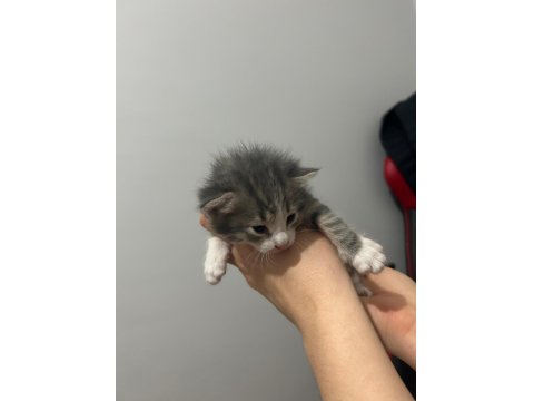 Çok Acil 3 Adet Yavru Tekir 1 Kız Ve 2 Erkek