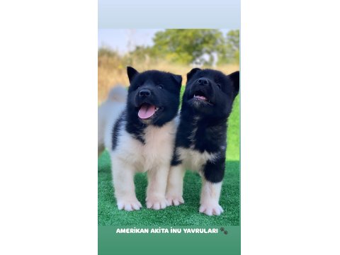 A Kalite Amerikan Akıta İnu Yavruları