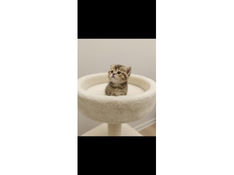 Golden British Shorthair Yavrular