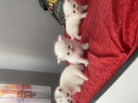 Cins Kedimiz British Shorthair