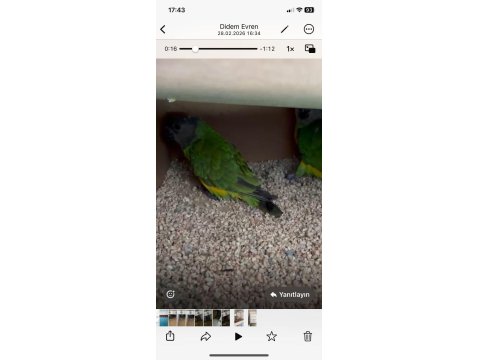 6 Takım Hazır Eş Tutmuş Senegal Papağanı