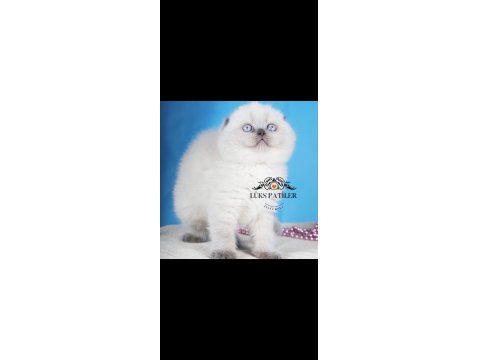 Güzel Gözlüm Blue Point Scottish Fold