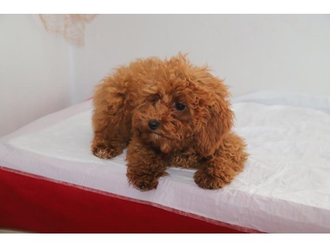 Mini Boy Toy Poodle Kızımız