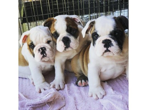 İngiliz Bulldog Köpekleri