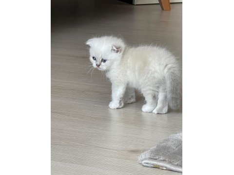 Scottish Fold Yavru