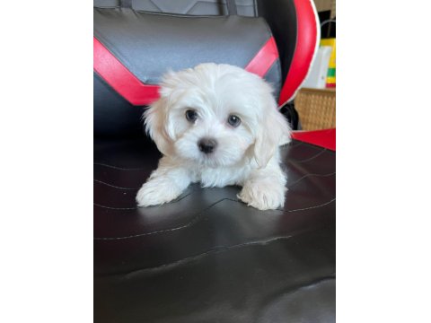 Sevimli Maltese Minikler