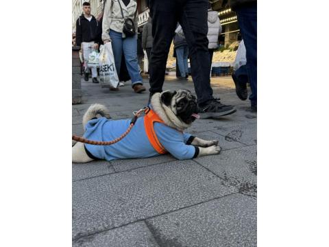 Eğitimli Bakımlı 1.5 Yaş Pug