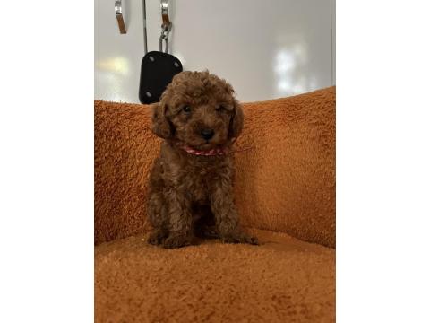 Toy Poodle Bebek Köpeklerim