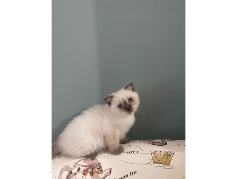 British Shorthair Yavrularımız Yeni Yuvalarını Arıyor