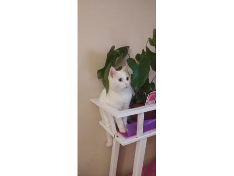 British Shorthair Erkek Kısır Cipli 4 Yaşında Ücretsiz