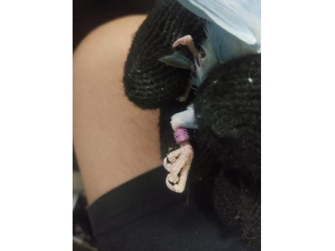 Kızgın İsim Bilezikli Forpus