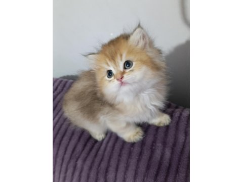 Pofuduk British Longhair Güzellikler