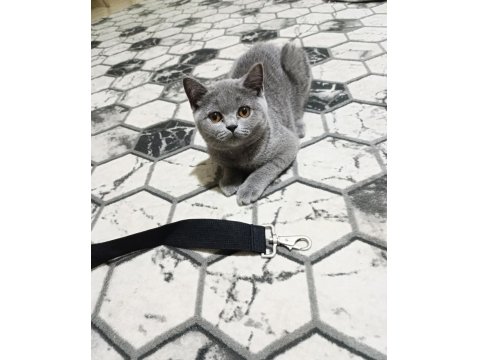 Orjinal 52 Günlük British Shorthair