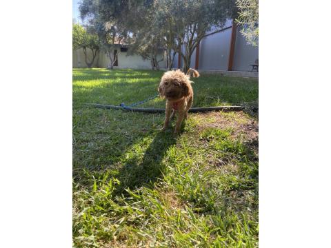 Red Brown Gebe Poodle