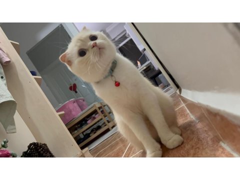 Scottish Fold Asalet Kedimize Yuva Arıyoruz