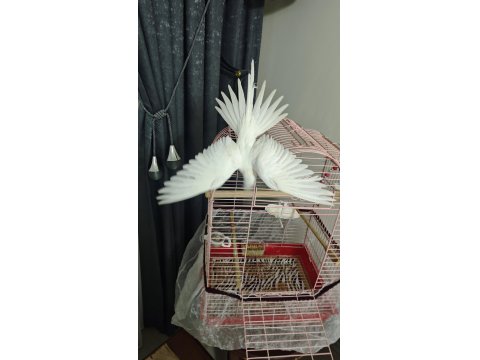 6 Aylık Albino Sultan Papağanı