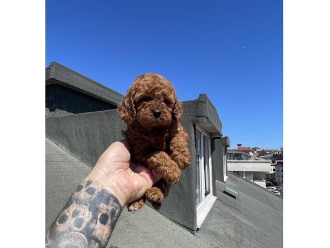Red Brown Toy Poodle Yavrular