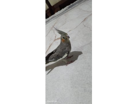 Akıllı Sultan Papağanı Paşa Elde Beslenmiş