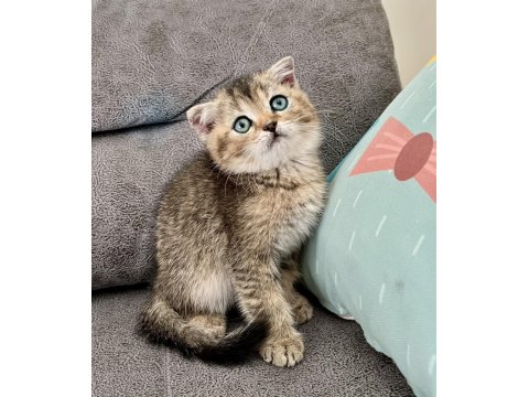 British Golden Black Ny25