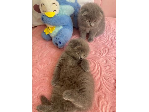 Bal Küpü Scottish Fold Yavrular