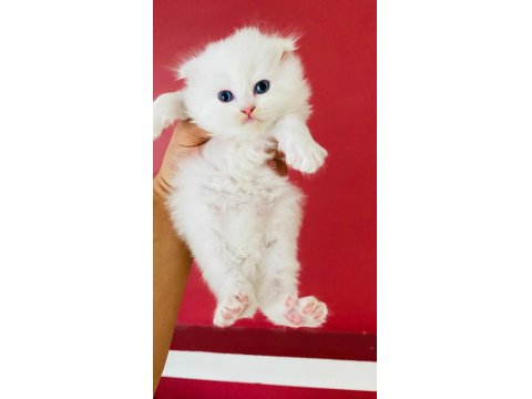 Beyaz British Longhair Pamuk Prenseslerim