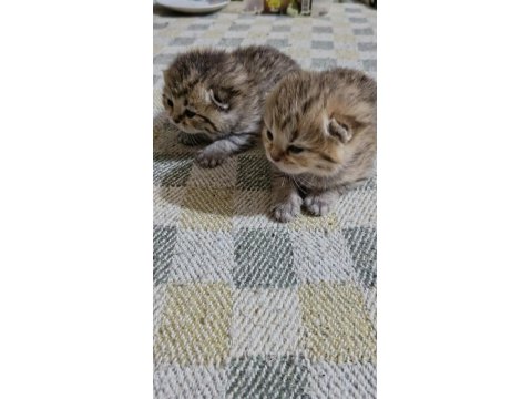 Scottish Fold Yavrular