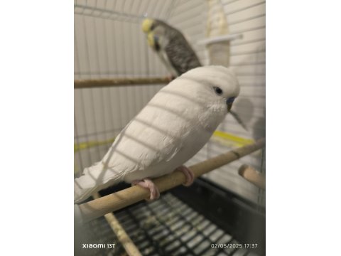 Albino Jumbo Erkek Muhabbet Kuşu