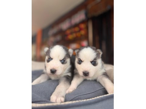 Burkem Ailesinden Maskeli Mavi Boncuk Husky