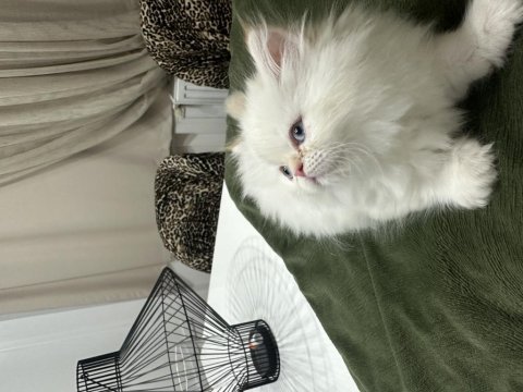 Maviş İran Kedisi Prenses