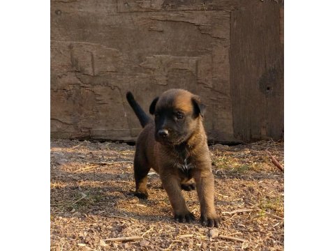 Safkan Belçika Kurt Yavruları