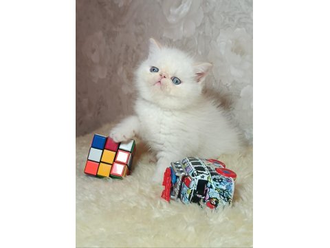 İddia Ediyorum Böyle Güzel İran Kedisi Yok