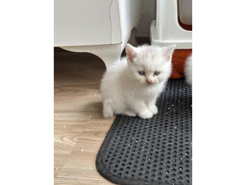 British Shorthair Blue Point