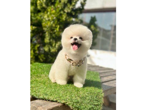Sevimli Pomeranian Boo Köpeği Yavrular