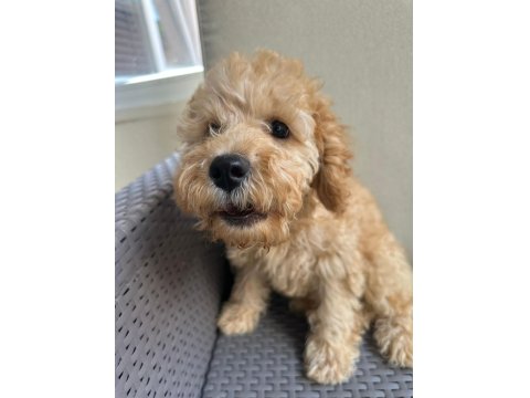 2.5 Aylık Tuvalet Eğitimli Erkek Toy Poodle
