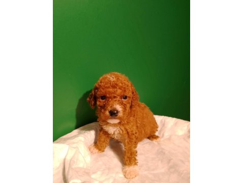 Kahve Rengi Poodle Yavrularımız