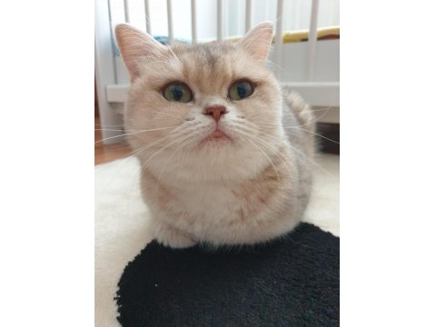 Ay11 Blue Golden British Shorthair Full Anne-Baba Şecere