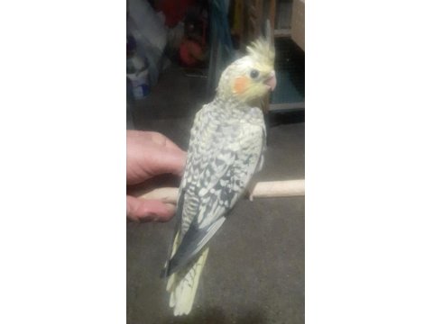 Ev Ortamında Üretilmiş Gayet Sağlıklı Sultan Papağanı Yavruları