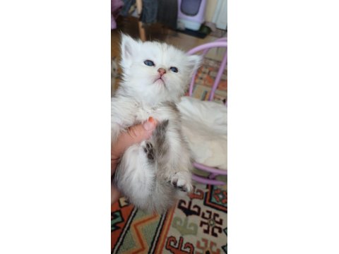 Anne Sütünden Kesilmek Üzere İran Kedisi (Persian)