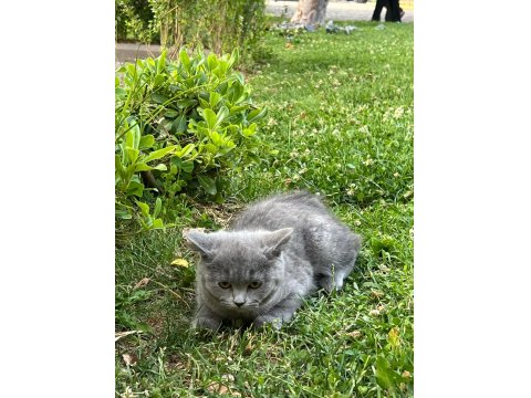 Güzeller Güzeli Bebiş Kediler