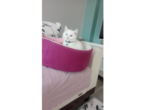 2 Buçuk Aylık Erkek Kedimiz