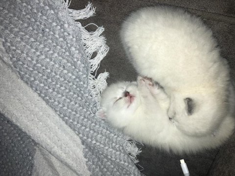 Eklem Ağrısız Kar Beyazları Scottish Fold