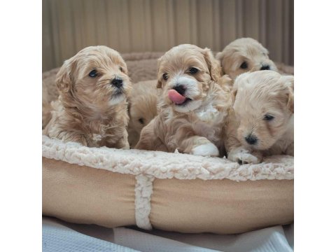 Ruhsatlı İşletmeden Mini Maltipoo Köpekler
