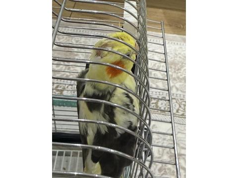 Sultan Papağanı 4 Aylık Krom Kafes