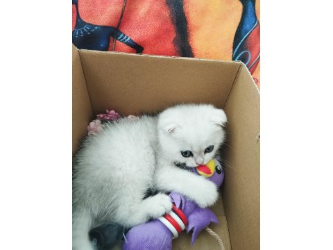 60 Günlük Scottish Fold Bebiş